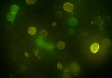 bokeh daireler ışıkları arka plan