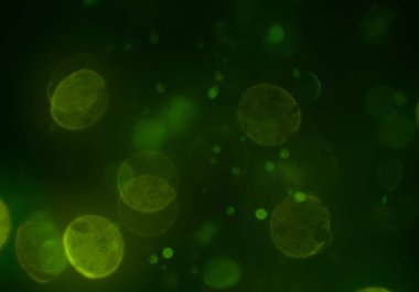 bokeh ve metin için alan ile soyut duvar kağıdı