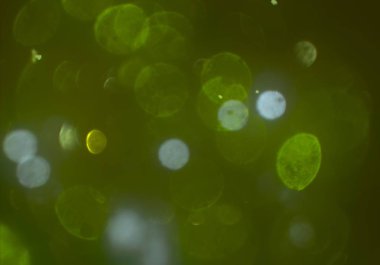 parlak bokeh ışıkları ile dijital duvar kağıdı 