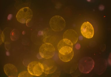 deffocused bokeh daireler ışıkları arka plan