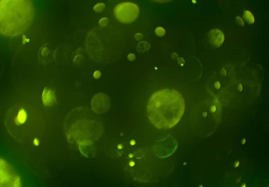 parlak bokeh ışıkları ile dijital duvar kağıdı 