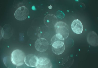 bokeh ile sanat soyut arka plan 