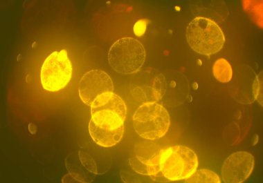 parlak bokeh ışıkları ile dijital duvar kağıdı 