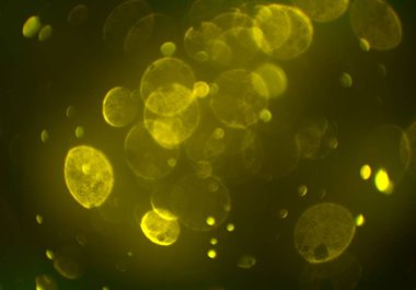 bokeh ile sanat soyut arka plan 