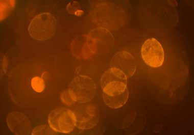 bulanık bokeh daireler ışıkları arka plan