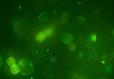 bulanık bokeh daireler ışıkları arka plan