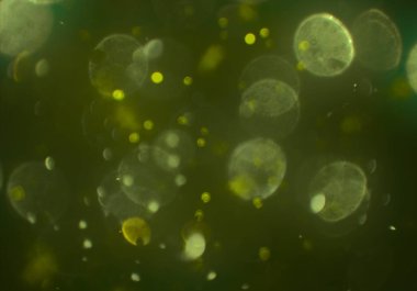 bokeh ile sanat soyut arka plan 