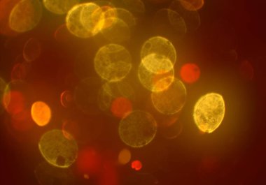 kopya alanı ile bokeh ışıkları dijital arka plan