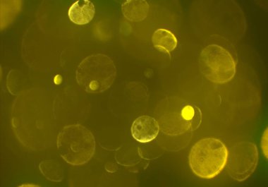 Tasarımınız için parlak bokeh arka plan