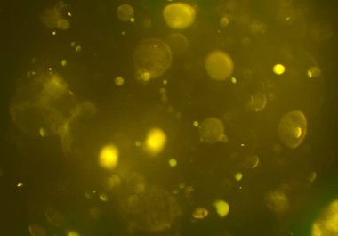 soyut bulanık bokeh arka plan, kopyalama alanı  