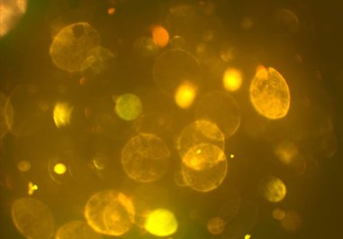 kopya alanı ile bokeh ışıkları dijital arka plan