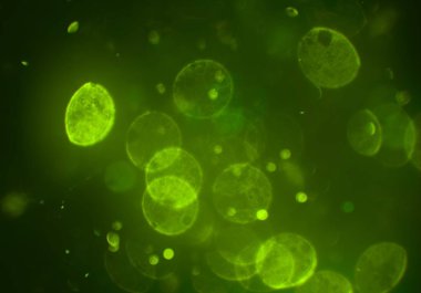 bokeh abstact arka plan ile galaksi