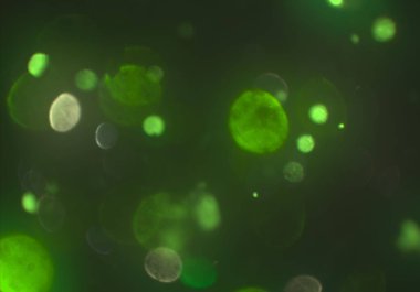 metin veya görüntü için alan ile bokeh arka plan