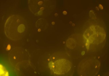 kopya alanı ile bokeh ışıkları dijital arka plan