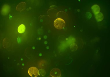 kopya alanı ile bokeh ışıkları dijital arka plan