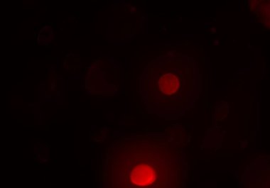 kopya alanı ile bokeh ışıkları dijital arka plan