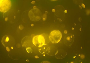 bokeh ile sanat soyut arka plan 