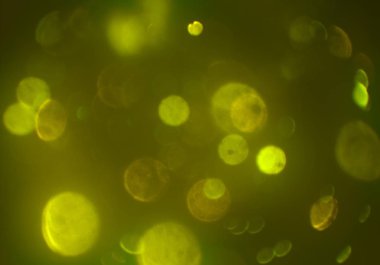 metin veya görüntü için alan ile bokeh arka plan