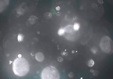 soyut bulanık bokeh arka plan, kopyalama alanı 