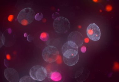 Tasarımınız için parlak bokeh arka plan