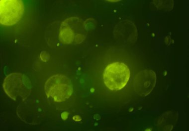 metin veya görüntü için alan ile bokeh arka plan