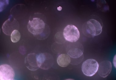 soyut bulanık bokeh arka plan, kopyalama alanı  