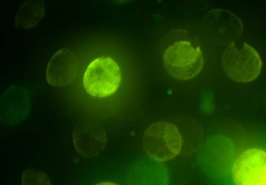 metin veya görüntü için alan ile bokeh arka plan