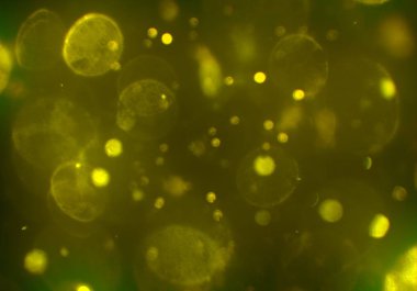 bokeh abstact arka plan ile galaksi