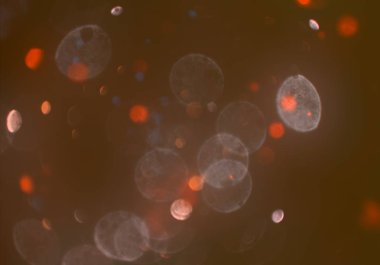 parlak bokeh ışıkları ile dijital duvar kağıdı 