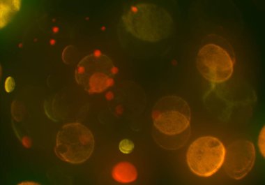 bokeh ve metin için alan ile soyut duvar kağıdı