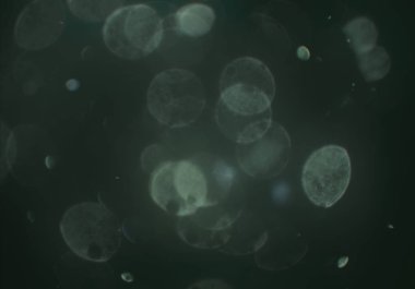 metin veya görüntü için alan ile bokeh arka plan