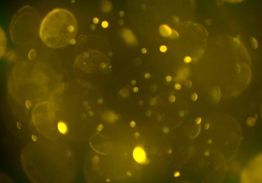 parlak bokeh ışıkları ile dijital duvar kağıdı 