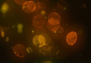 parlak bokeh ışıkları ile dijital duvar kağıdı 