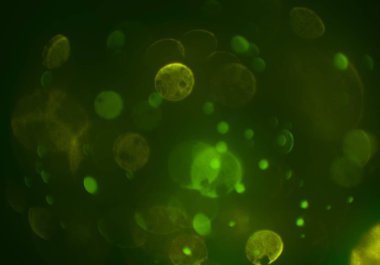 metin veya görüntü için alan ile bokeh arka plan