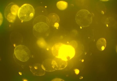 bokeh ile sanat soyut arka plan 