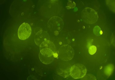 soyut bulanık bokeh arka plan, kopyalama alanı  