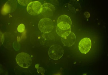 bokeh ile sanat soyut arka plan 