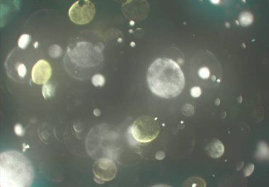 kopya alanı ile bokeh ışıkları dijital arka plan