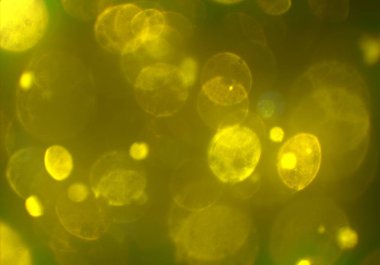 parlak bokeh ışıkları ile dijital duvar kağıdı 