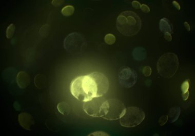 kopya alanı ile bokeh ışıkları dijital arka plan