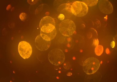 kopya alanı ile bokeh ışıkları dijital arka plan