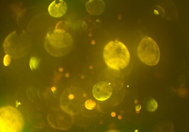 soyut bulanık bokeh arka plan, kopyalama alanı  