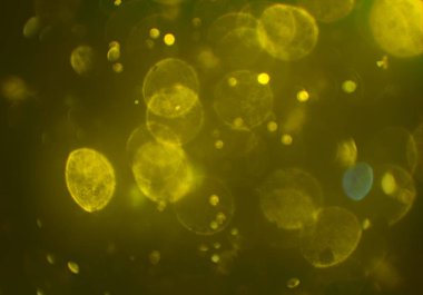 bokeh ve kopyalama alanı ile soyut arka plan