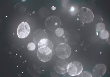 bokeh abstact arka plan ile galaksi