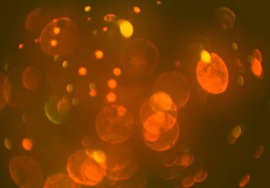 metin veya görüntü için alan ile bokeh arka plan