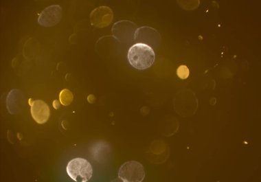 parlak bokeh ışıkları ile dijital duvar kağıdı 