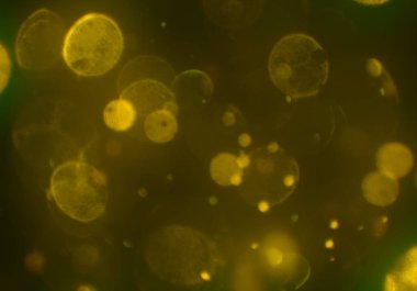 bokeh abstact arka plan ile galaksi