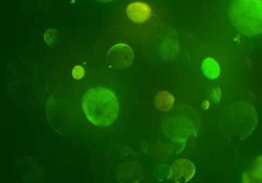 metin veya görüntü için alan ile bokeh arka plan