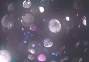 kopya alanı ile bokeh ışıkları dijital arka plan