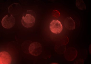 bokeh ışıkları ile soyut duvar kağıdı